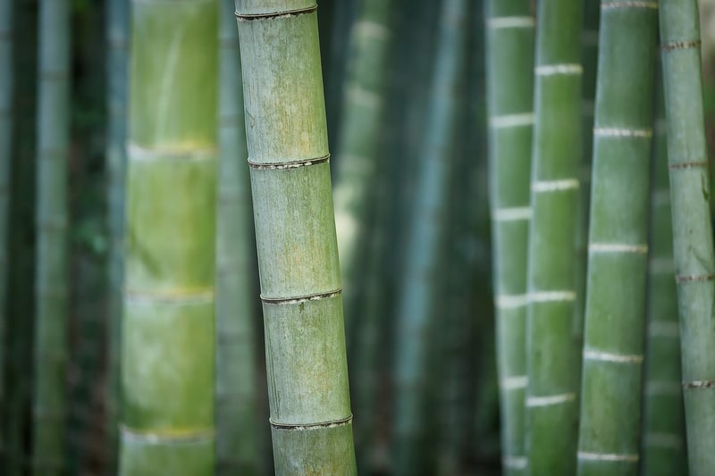 Bamboo products